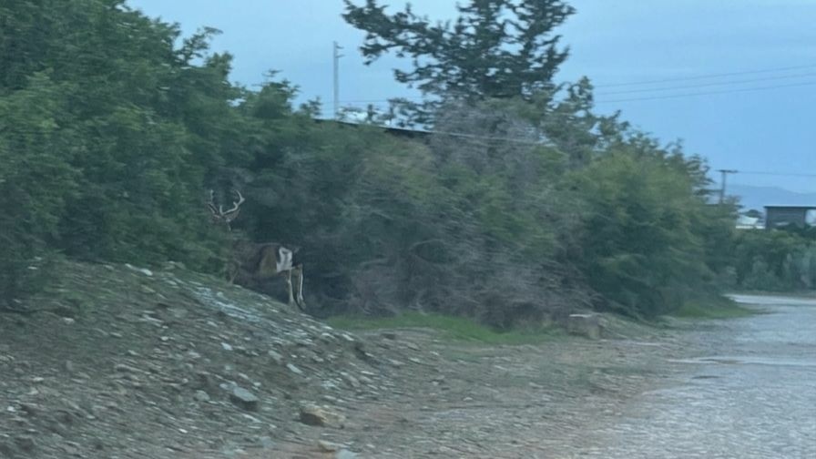 Taşkent Doğa Parkı'ndan kaçak geyik alarmı: Tehlikeli ve saldırgan
