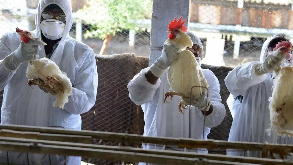 Kuş gribine dikkat: Tedbirler artırılsın