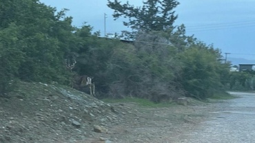 Taşkent Doğa Parkı'ndan kaçak geyik alarmı: Tehlikeli ve saldırgan